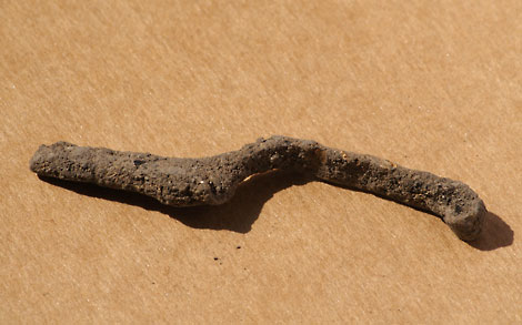 bandfibula